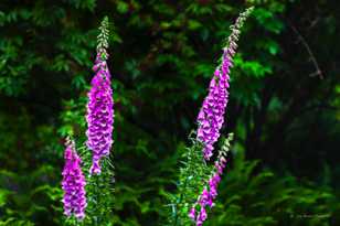 Foxgloves-3007.jpg